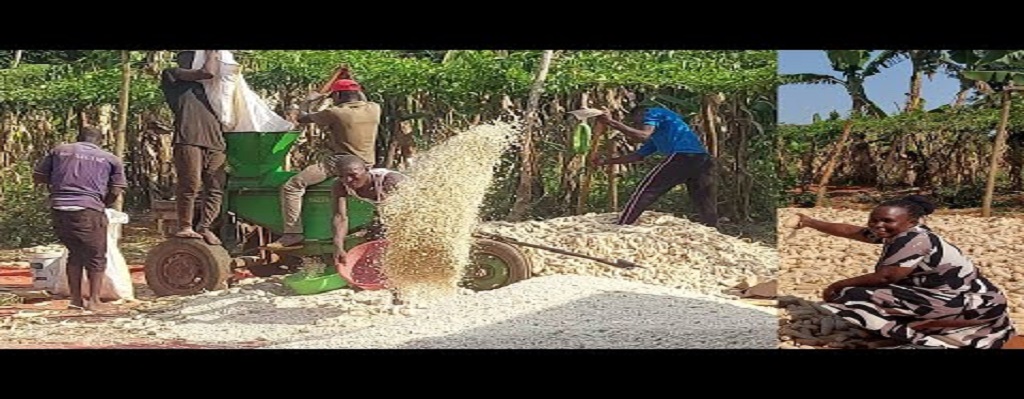 maize harvest
