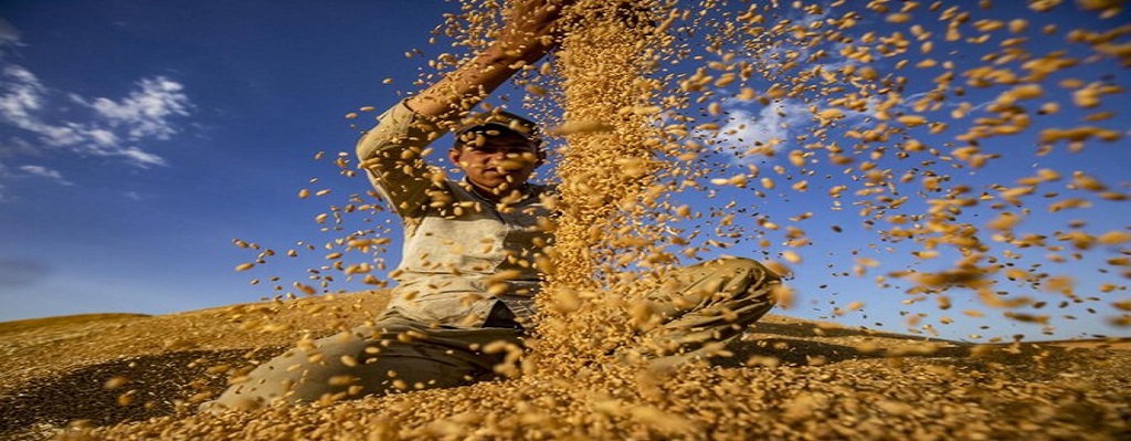 wheat1